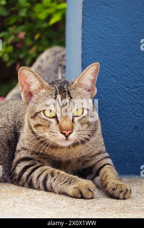 Beautiful Brown Tabby Cat Relaxing in the Backyard Stock Photo