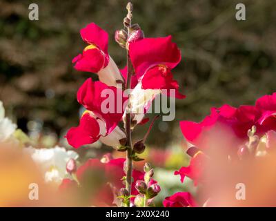 Common snapdragon wibrant red flowers. Antirrhinum majus flowering plant in the garden.  Spike inflorescence. Stock Photo