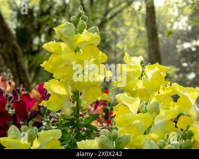 Common snapdragon bright yellow flowers. Antirrhinum majus flowering plant in the garden.  Spike inflorescence. Stock Photo