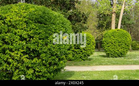 Evergreen spindle or euonymus japonicus bright green pruned shrubs. Globe form topiary with glossy foliage. Japanese spindle ornamental plants in the Stock Photo