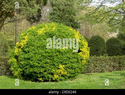 Euonymus japonicus or evergreen spindle bright green pruned shrub with yellow spots. Globe form topiary with glossy foliage. Japanese spindle ornament Stock Photo
