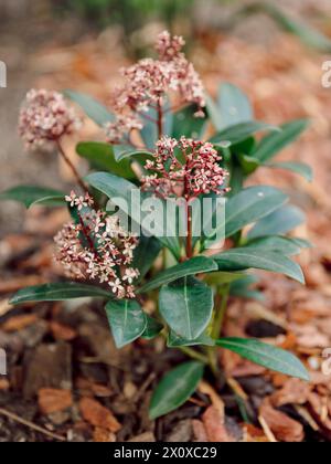 Blooming Skimmia japonica Rubella, close up view Stock Photo
