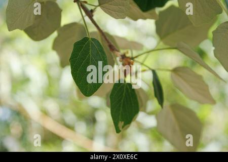 Leaves of white poplar (populus alba) providing shade during spring and summer, Spain Stock Photo