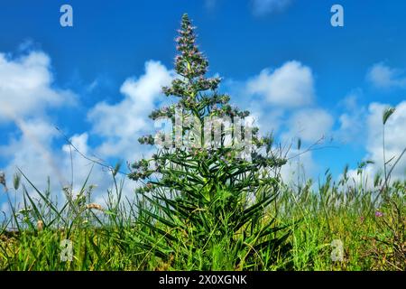 Bugloss, echium (Echium biebersteinii). Dry steppe with intensive grazing of cattle and sheep, but this plant is not eaten because it is highly poison Stock Photo