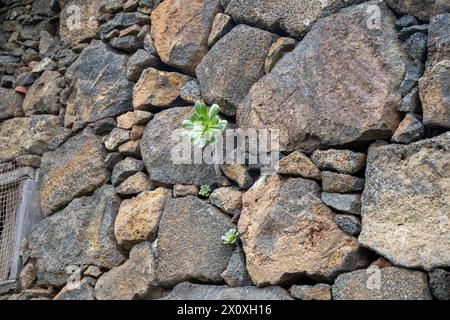 Aeonium urbicum (Saucer Plant) growing on stone wall in Tenerife, Canary islands Stock Photo