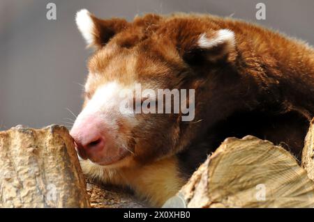 Matschie's tree-kangaroo, Matschie-Baumkänguru, Dendrolague de Matschie, Dendrolagus matschiei, Matschie-kúszókenguru Stock Photo