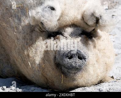 mangalica, domestic pig, pig, hog, Mangalica-Schwein, Porc laineux, Sus scrofa domestica, házi sertés Stock Photo