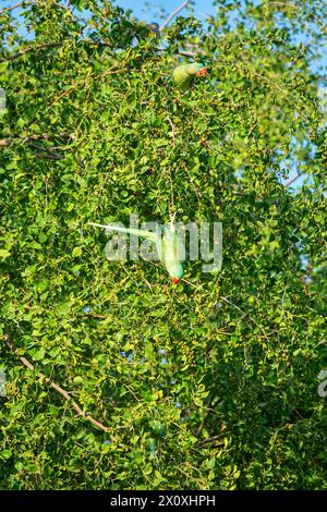 Emerald-collared parrakeet (Psittacula calthorpae, male) feeds on fruits like Juneberry (Amelanchier), winter bird plumage. Now it's a synanthropic bi Stock Photo