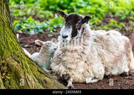 Mother and Baby at Chilham near Canterbury in Kent, England Stock Photo