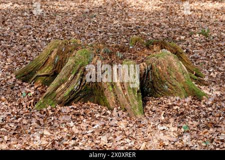An old mossy tree stump in the woods at Badbury Rings surrounded by autumn leaves. Stock Photo