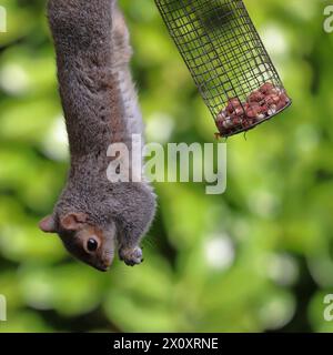 Grey squirrel (Sciurus carolinensis) hanging from a bird feeder, eating nuts, in a garden with bushes in the background. Stock Photo