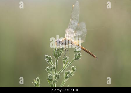Pantala flavescens, the globe skimmer, globe wanderer or wandering glider, is a wide-ranging dragonfly of the family Libellulidae. Stock Photo