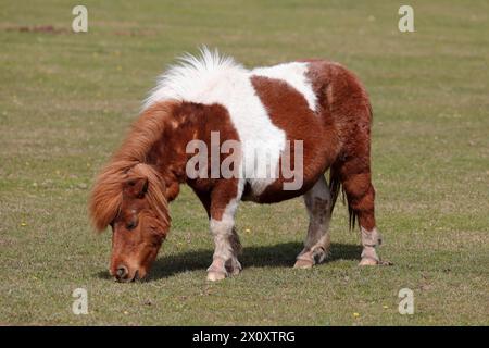 A brown and white miniature New Forest pony, standing in a grassy field facing left, eating grass. Stock Photo