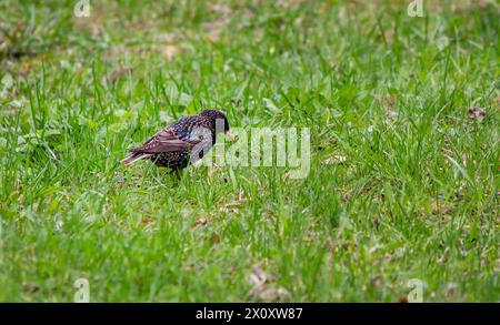 Common starling - adult bird in spring on green grass Stock Photo