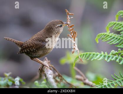 Wren, very small and spectacular bird making its nest in the spring! Stock Photo