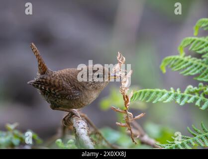 Wren, very small and spectacular bird making its nest in the spring! Stock Photo