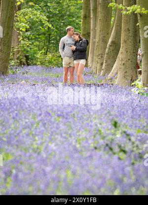 Visitors to Wanstead Park in north east London enjoy the early display of Bluebells in Chalet Woods. Picture date: Sunday April 14, 2024. Stock Photo
