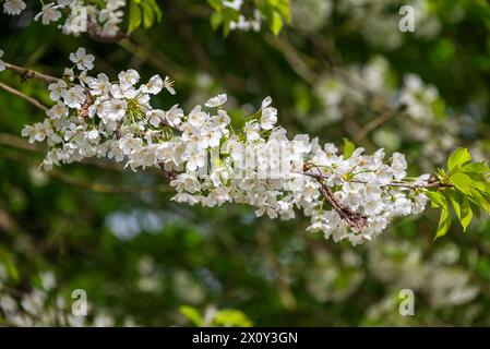 Flowering cherry tree blossom. Stock Photo