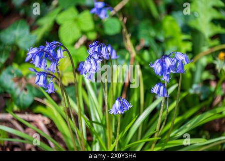 Spring bluebells. Stock Photo