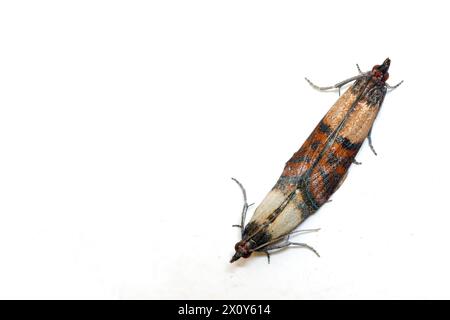 Indian meal moth or mealmoth (Plodia interpunctella) moth of storage pest on the wall at home. Stock Photo