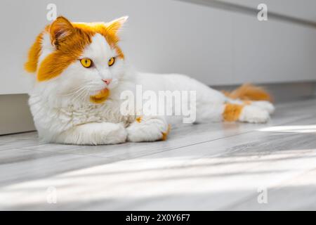 a white cat with red spots lies on the floor. white shaggy cat lies on the floor in the house. the cat lies stretched out on the floor Stock Photo