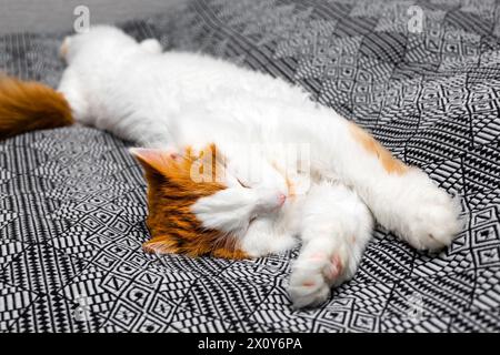 shaggy cat lies stretched out on the bed. a white cat with red spots lies on the bed in a funny pose. High quality photo Stock Photo