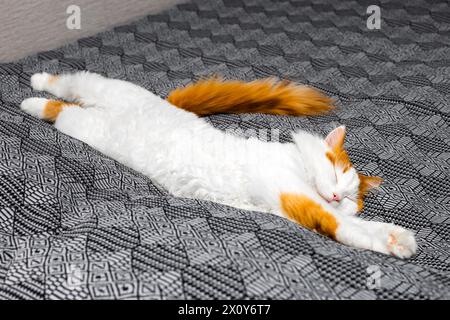 shaggy cat lies stretched out on the bed. a white cat with red spots lies on the bed in a funny pose. High quality photo Stock Photo