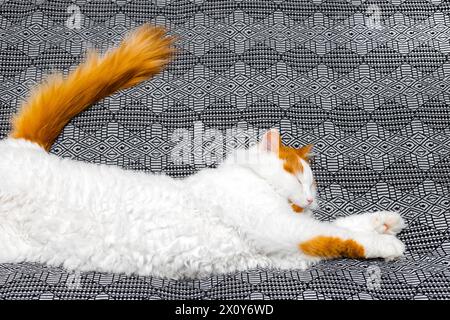 shaggy cat lies stretched out on the bed. a white cat with red spots lies on the bed in a funny pose. funny cat sleeping on the bed Stock Photo