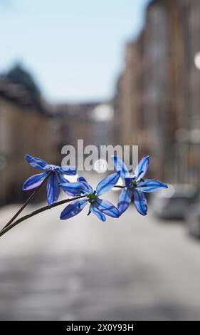 Close up of flowers against city street Stock Photo