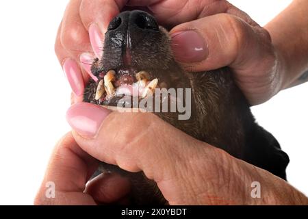 tartar teeth of old dog in studio Stock Photo