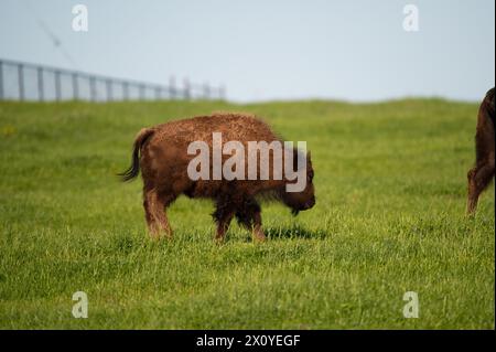 An American Bison calf walking in the green grass of a ranch pasture on a sunny, Spring evening in Texas. Stock Photo