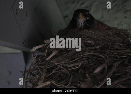 Close up of mother robin bird sitting on her nest protecting her babies in eggs Stock Photo