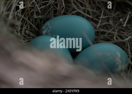 Close up of three blue bird eggs sitting in a nest Stock Photo