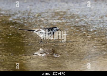 Pied wagtail walking through a puddle and feeding on small insects Stock Photo