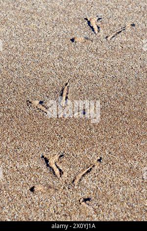Close up of the three toed tracks or footprints left in the sand of a beach by a passing seabird, most likely a seagull. Stock Photo
