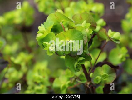 A close up of Euphorbia amygdaloides 'Purpurea' (Wood Spurge) Stock Photo