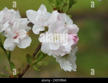 A close up of the blossom of Prunus 'Amanogawa' Stock Photo