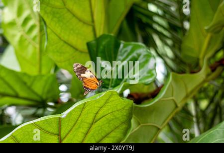 Beautiful tropical butterfly on a green blurred background. Tiger (Heliconius ismenius) Stock Photo