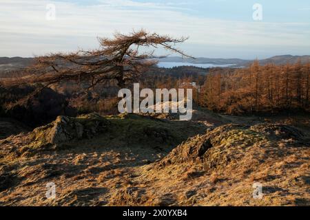 Tarn Hows seen through trees from nearby Black Fell, in the English Lake District Stock Photo