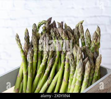 Fresh green  asparagus stems in gray crate against write brick wall. Crisp green stems ready to be cooked during the short spargelzeit in Germany Stock Photo