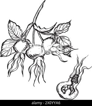 Vector drawing dog rose hips. Hand drawn illustration. Latin name ROSA ...