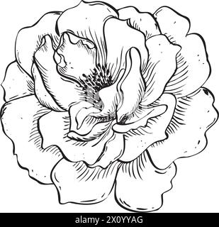 Wild rose flower. Vector hand drawn floral illustration of blooming rose hip in outline style. Sketch in black and white colors on isolated background Stock Vector