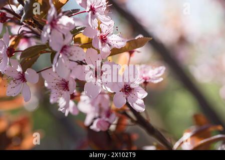 Beautiful pink flowers of bloom plum tree against evening sunset light and blurred bokeh. Spring seasonal floral background. Plum blossoming close up. Stock Photo