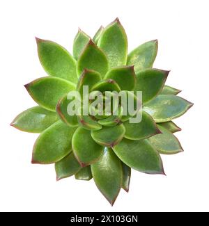 Succulent plant top view, isolated on white background. Echeveria agave plant isolated on white background with clipping mask. Stock Photo