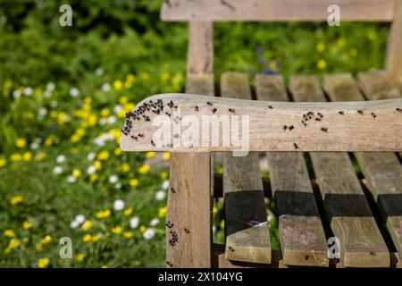 A large group of flies swarmed on a bench, with a shallow depth of field Stock Photo