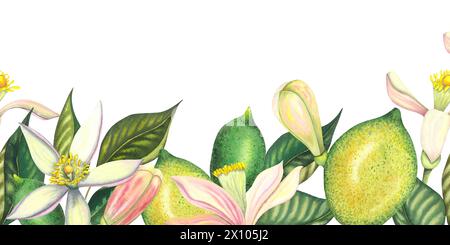 Watercolor seamless border with blooming limes and lime branch with leaves, pink flowers, lime and green lemon. Hand painted yellow fruits and flower Stock Photo