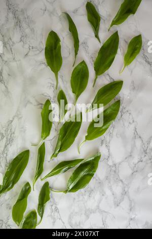 Creative layout of wild garlic leaves and copy space on marble background. Stock Photo