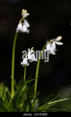 English whitebell, a form of bluebell (Hyacinthoides non-scripta) flowering in early spring in Surrey, south-east England Stock Photo