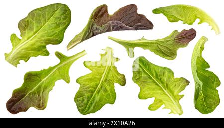 Oak lettuce leaves isolated on white background Stock Photo