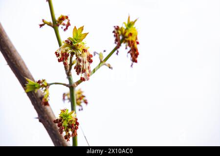 Acer negundo bloom against the sky. Flowers and young leaves on a young branch. Selective focus, copy space. Stock Photo